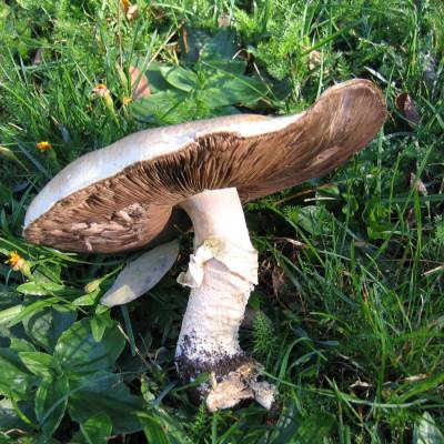 mushroom picking (1 of 1)-7.jpg
